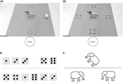 Children’s use of egocentric reference frames in spatial language is related to their numerical magnitude understanding